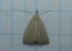 Macrochilo cribrumalis