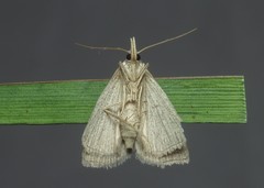 Macrochilo cribrumalis
