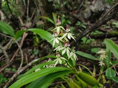 Prosthechea trulla