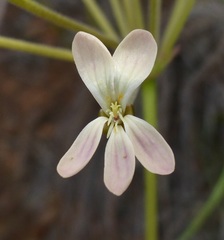 Pelargonium pillansii