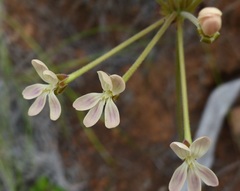 Pelargonium pillansii
