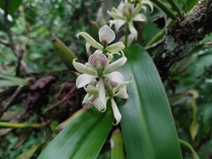 Prosthechea chacaoensis