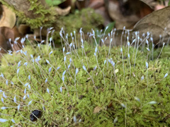 Chryso-hypnum elegantulum
