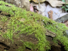 Chryso-hypnum elegantulum