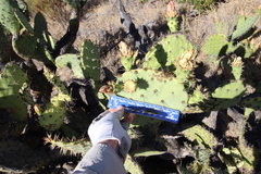 Opuntia semispinosa