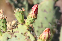 Opuntia semispinosa