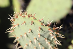 Opuntia semispinosa