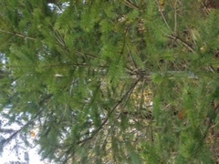 Pseudotsuga menziesii