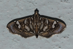 Chabula telphusalis