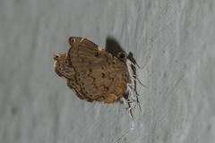 Musotiminae