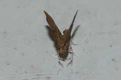 Musotiminae