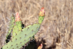 Opuntia semispinosa