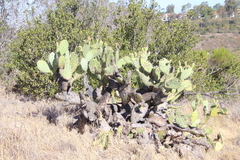 Opuntia semispinosa