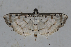 Pycnarmon