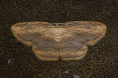 Drapetodes mitaria