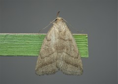 Herminia tenuialis