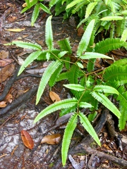 Dicranopteris linearis