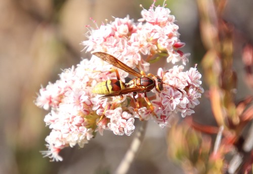 Hunter's Little Paper Wasp photo 6