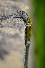 Podarcis carbonelli carbonelli