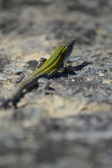 Podarcis carbonelli carbonelli