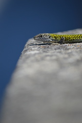 Podarcis carbonelli carbonelli