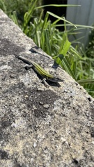 Podarcis carbonelli carbonelli