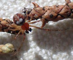Theridion michelbacheri