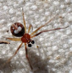 Theridion michelbacheri