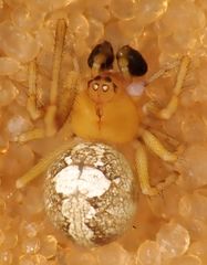 Theridion michelbacheri