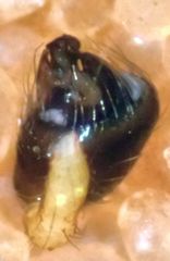 Theridion michelbacheri