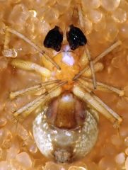 Theridion michelbacheri