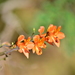 Alstroemeria ligtu simsii - Photo (c) danielaperezorellana, algunos derechos reservados (CC BY-NC-ND)