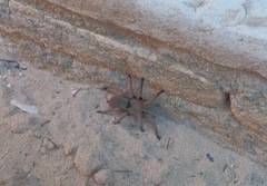 Dolichothele exilis