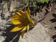 Gazania maritima