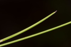 Festuca occidentalis