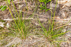 Festuca occidentalis
