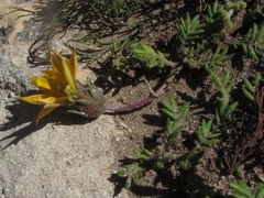 Gazania maritima