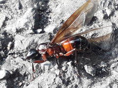 Camponotus ligniperda
