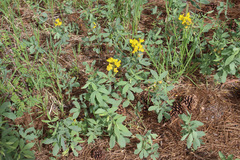 Thermopsis divaricarpa