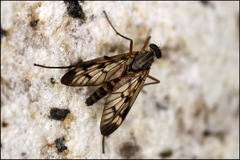 Rhagio atlanticus