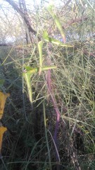 Araujia angustifolia