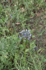 Allium caeruleum