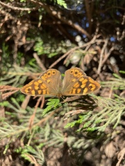 Pararge aegeria aegeria