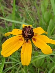 Strangalia sexnotata
