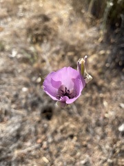 Calochortus splendens
