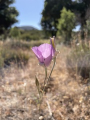 Calochortus splendens