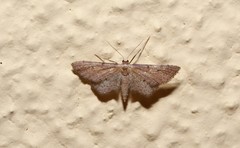 Idaea infirmaria