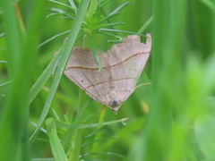 Scotopteryx