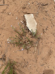 Penstemon linarioides sileri