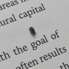 Dryophthorus americanus